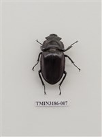 藏品(大圓翅鍬形蟲)的圖片